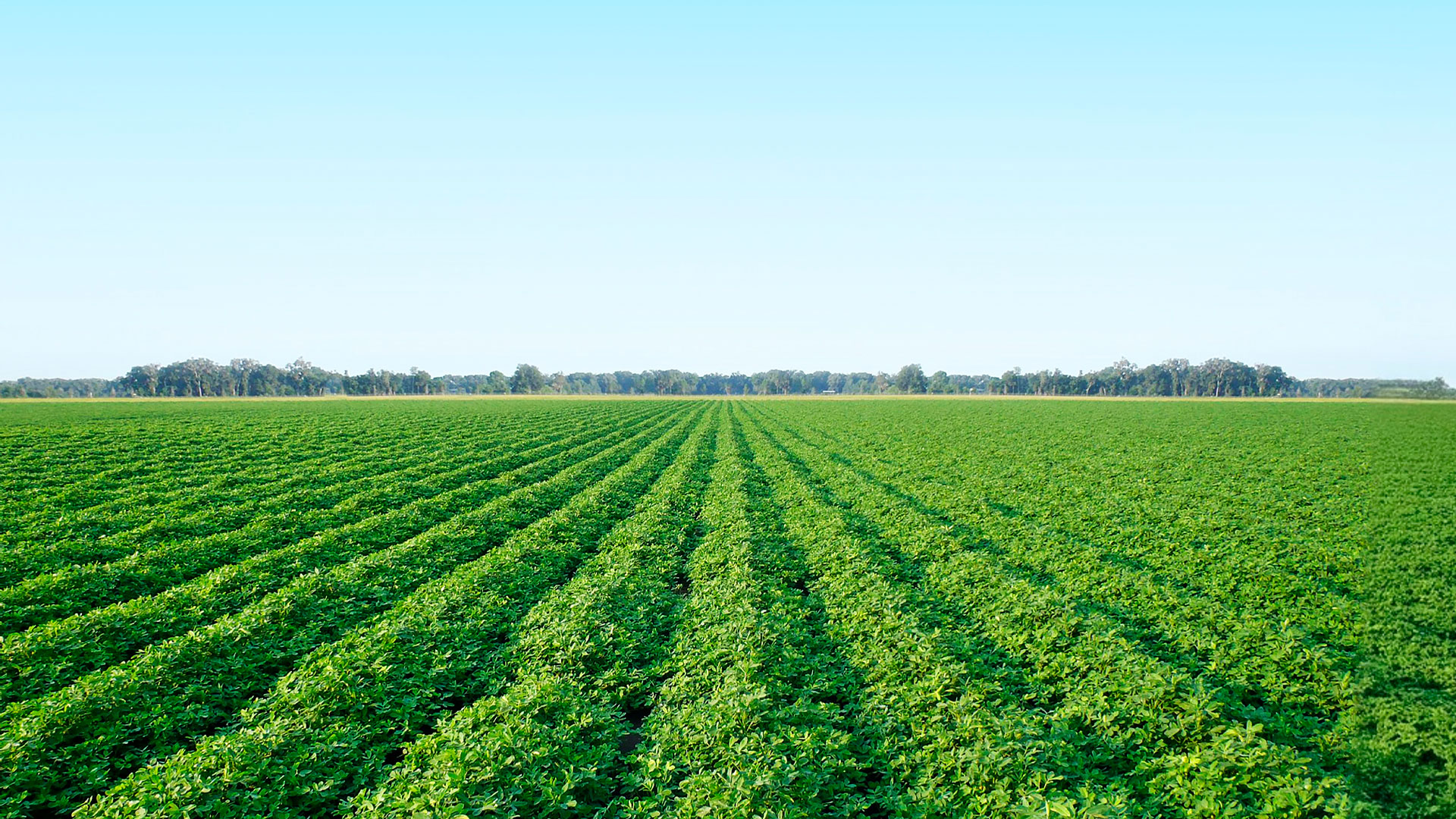 Campo de maní al atardecer en Córdoba, Argentina